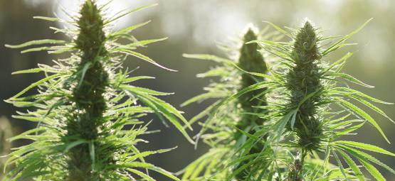 Topp 10 mögeltåliga cannabissorter