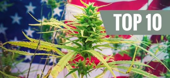 Topp 10 USA cannabissorter