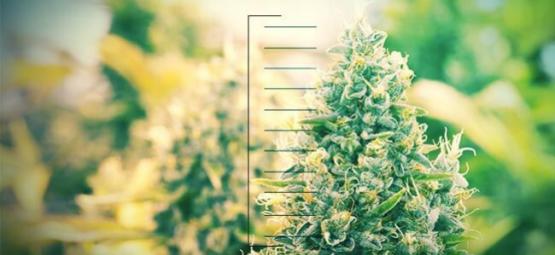 Topp 10 kompakta cannabisplantor