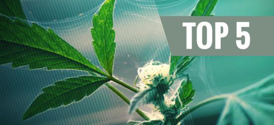 Topp 5 naturliga skadedjursavskräckare för cannabis