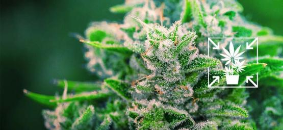 Så odlar du korta och kompakta cannabisplantor