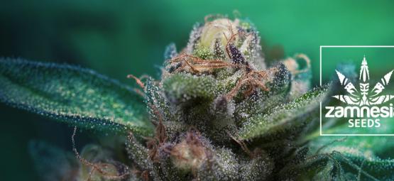 Ny cannabissort från Zamnesia: Auto Purple CousKush