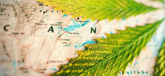 Vilka länder röker mest cannabis? [Uppdatering 2026]