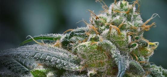 Så ökar du trikombildningen i cannabis