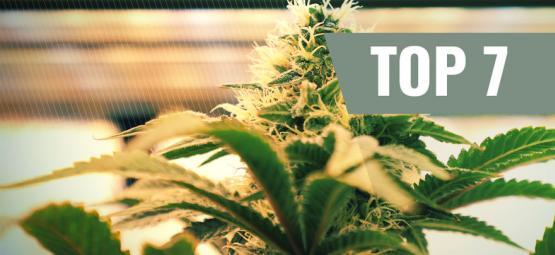 Topp 7 belysningsfaktorer för att odla cannabis