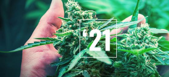 De bästa cannabissorterna för 2026