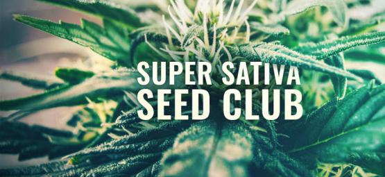 Super Sativa Seed Club är tillbaka!