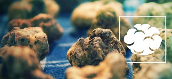 Psilocybe galindoi: Gudarnas kött