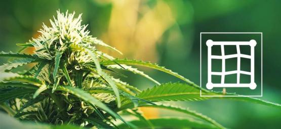 Bästa cannabissorter att odla med Screen of Green (ScrOG)