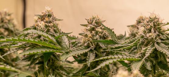 De 5 bästa cannabissorterna för odling med Sea Of Green (SOG)