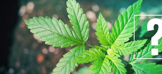 Vad du ska göra om din cannabisplanta inte börjar blomma