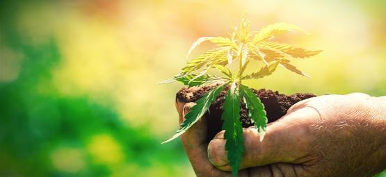 Det här bör du veta innan du odlar cannabis