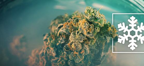 Ska du frysa din cannabis – eller låta bli?