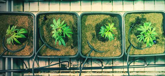 När och hur du omplanterar cannabisplantor för större skörd