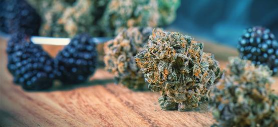 Så ger du din cannabis mer smak före och efter skörd