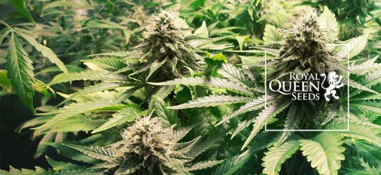 Topp 10 cannabissorter från Royal Queen Seeds [2026]