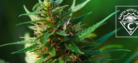 Earth Witch Seeds: Ekologiska och veganska