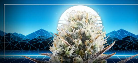 Höjdpunkten i cannabisens utveckling: Blue 2.0