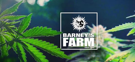 De bästa cannabissorterna från Barney's Farm