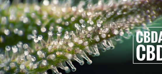 Vad är CBDA och hur skiljer det sig från CBD?