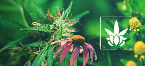 Cannabinoider är inte unika för cannabis