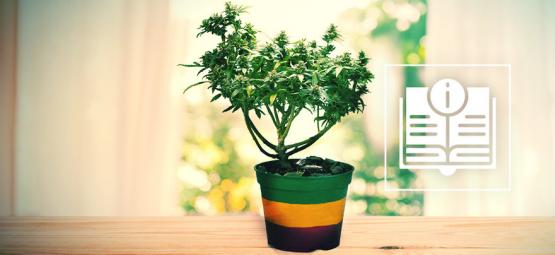 Allt du behöver veta om cannabisbonsai