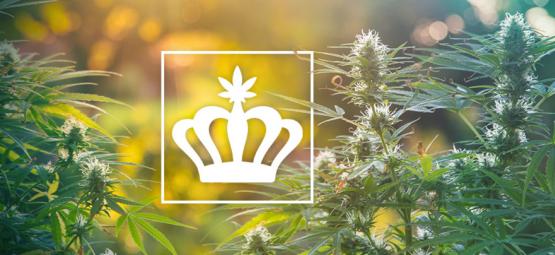Vad är arvssorter av cannabis?