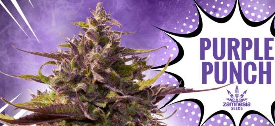 Purple Punch: Smak, styrka och skönhet – allt i ett