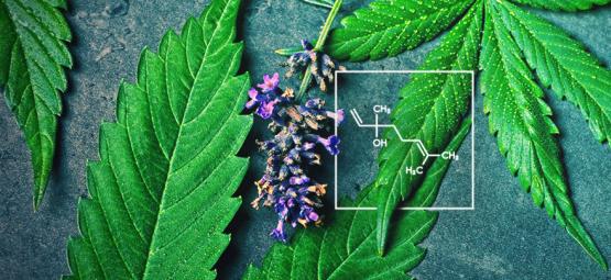 Vad är linalool och hur samverkar det med cannabis?