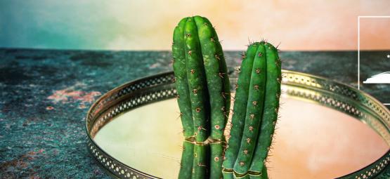 5 myter om San Pedro-kaktusen som avfärdas