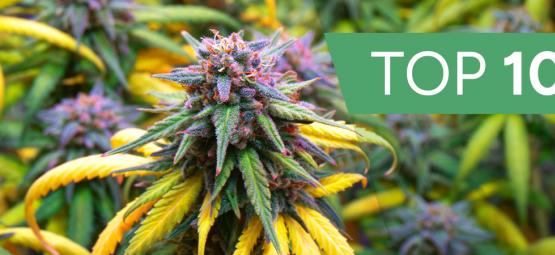 Topp 10 cannabissorter för höstsäsongen
