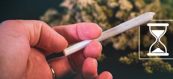 Kan cannabis bli för gammal? Så bevarar du kvaliteten på dina blommor