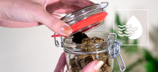 Hur (och varför) du luftas dina blommor under härdning av cannabis