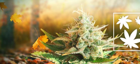 8 anledningar till varför hösten är den bästa årstiden att röka cannabis