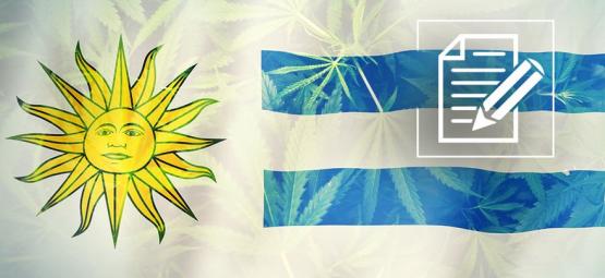 Uruguay: Cannabisparadis som blev kaos