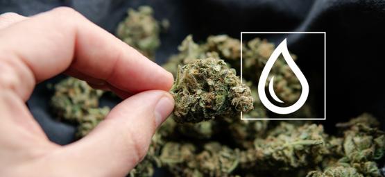 Vad du ska göra om din cannabis blir blöt