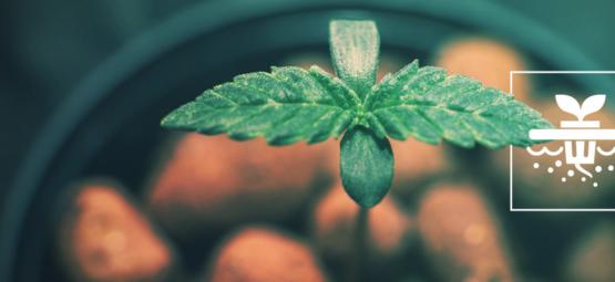 5 cannabissorter som passar perfekt för DWC-hydroponik