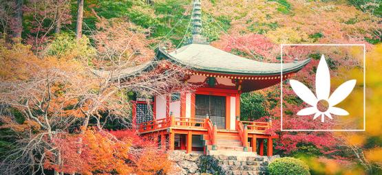 Hokkaido-hampa: En sällsynt japansk landras