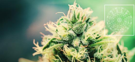 Den perfekta cannabissorten för varje stjärntecken