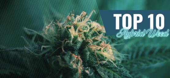 Topp 10 hybridcannabis i Amsterdam