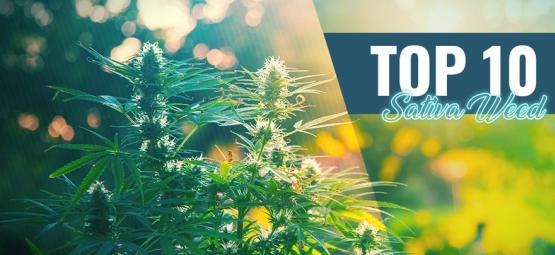 Topp 10 bästa sativa-cannabis i Amsterdam