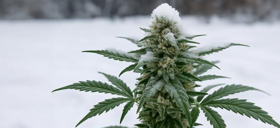 Kan man odla cannabis utomhus på vintern?