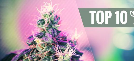 Topp 10 prisbelönta cannabissorter