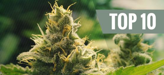 Topp 10 klassiska cannabissorter