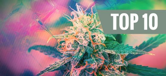 Topp 10 psykedeliska cannabissorter