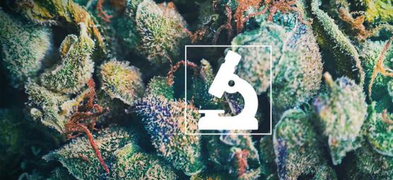 Fördelar med att använda mikroskop för odlare och rökare av cannabis