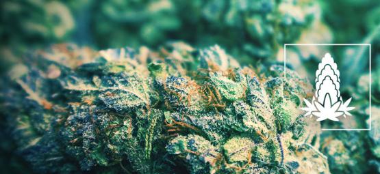 6 tips för att få tätare cannabisblommor