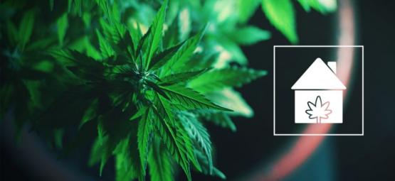 Så kan du odla cannabis var som helst i ditt hem