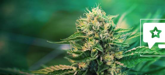 Super Silver Haze: Recension och information om cannabissorten