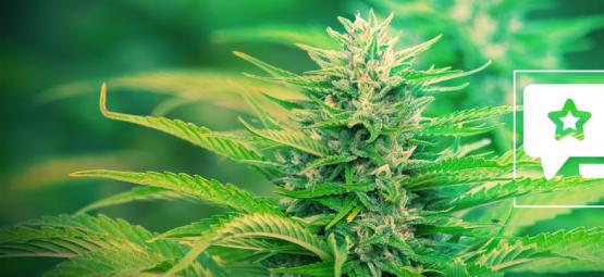Gorilla Zkittlez: Recension och information om cannabissorten